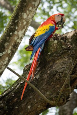 Doğadaki bir ağaç dalına tünemiş renkli bir papağan..