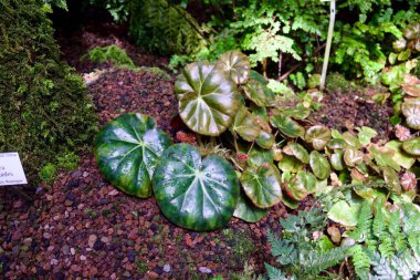 Taşların ve diğer bitkilerin arasında büyüyen yeşil yapraklar.