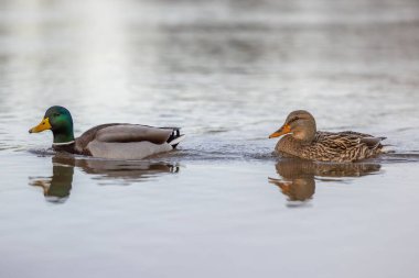 İki ördek doğal ortamda sakin su yüzeyinde zarifçe yüzüyor.