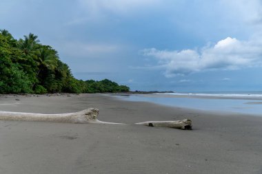 Sahilde uzanan kumsal yemyeşil ağaçlarla çevrili.