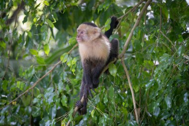 Capuchin maymunu tropikal ormanda yeşil yapraklı dalların arasında oturuyor.