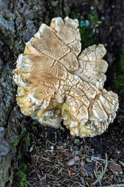 Ormandaki ağaç kabuklarında büyüyen büyük, sıra dışı, dokulu mantarlar.