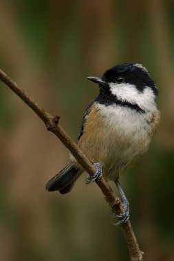a closeup shot of a black - tailed tit bird on a tree