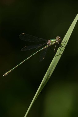 çimen bir bıçak üzerinde tünemiş yusufçuk.