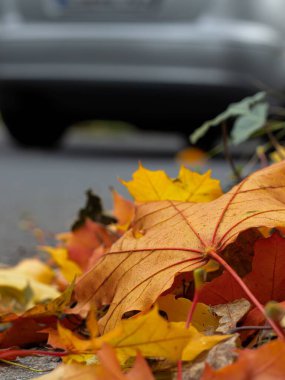 Yapraklar park halindeki arabanın yanında asfalta saçılmış..