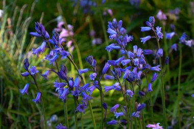 Mor çan çiçekleri yemyeşil ormanlık alanda çiçek açıyor..
