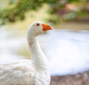 Durgun su yüzeyine yakın turuncu gagalı beyaz kaz yakın plan ve bulanık arka plan