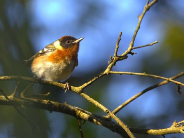 Mavi arka planda ince bir dala tünemiş renkli bir kuş.