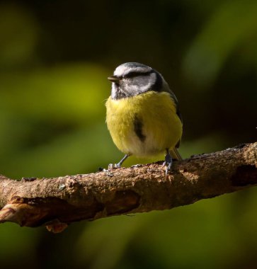 Renkli küçük kuş yemyeşil bir çevrede bir dala tünemiş.