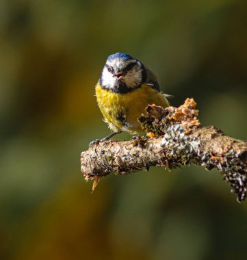 Doğal ortamdaki dallara tünemiş renkli küçük kuş.