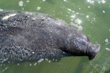 Açık yeşil suda yüzen denizayısı