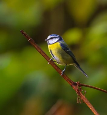 Great Tit (Parus major) Bird Perched on a Tree Branch 