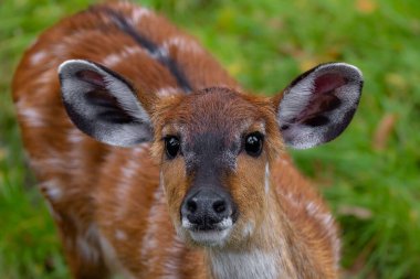 Ormandaki kırmızı geyik, yaklaş.