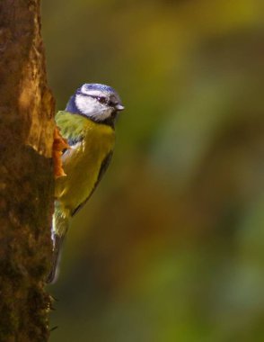 beautiful blue tit in the forest, close up