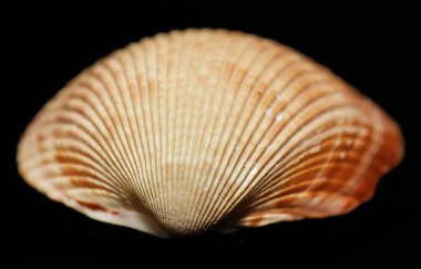 Deniz tarağı kabuğu dokusunu kapat