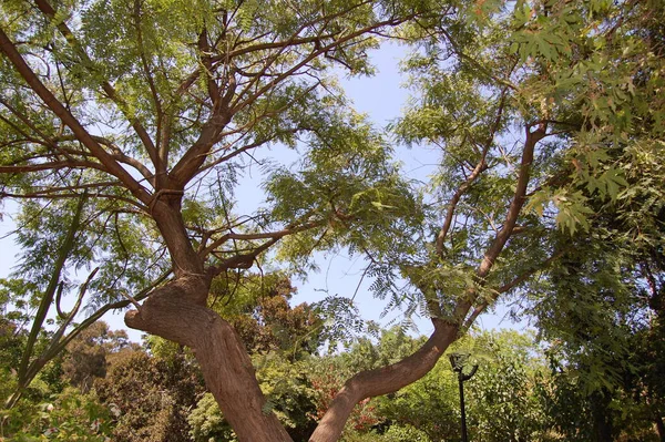 Parkta geniş dalları olan büyük bir ağaç..