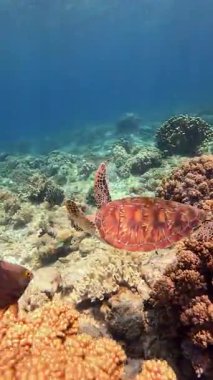 Green Sea Turtle Swimming Near a Coral Reef