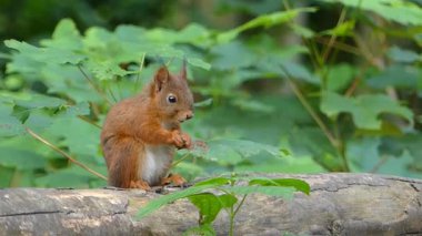 European Red Squirrel Sitting on a Log Amidst Green Foliage
