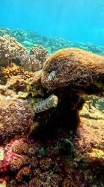 Underwater View of a Sea Cucumber Resting on a Coral Reef