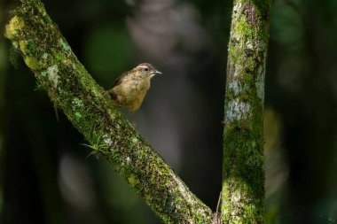 Yoğun orman ortamında yosunlu ağaç dalına tünemiş küçük kahverengi kuş.
