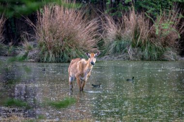 Uzun otlar ve yapraklarla çevrili sığ sularda duran genç geyik.