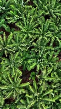 Top-Down View of Densely Packed Green Dandelion Leaves