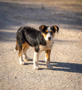 Genç melez köpek, gün ışığının gölgeleriyle çakıllı bir yolda duruyor..