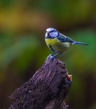 blue tit bird sitting on a stump in autumn forest