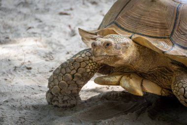 Kaplumbağa kumlu yüzeyde ilerliyor, yaklaşın.