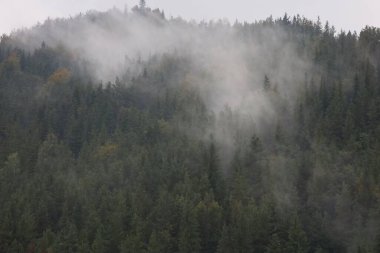 Yeşil orman dağlarının üzerinden yükselen sis.