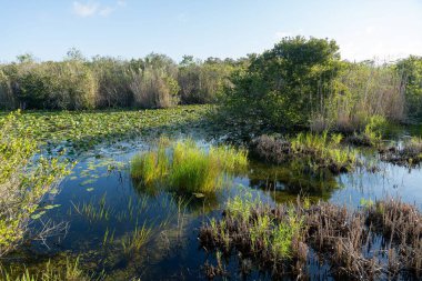 Yoğun bitki örtüsüyle çevrili sakin bir su kütlesi içeren yemyeşil bir arazi.