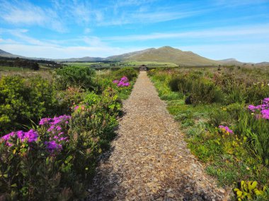 Yol, açık mavi gökyüzünün altındaki uzak yeşil tepelere uzanan renkli çiçeklerle dolu.