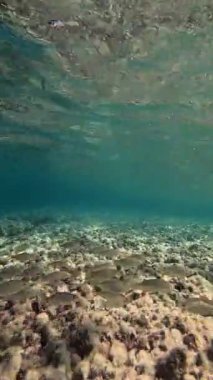 Denizde tropik bir mercan resifi olan sualtı manzarası