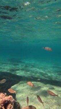 Güzel tropikal resif ve balık sualtı manzarası