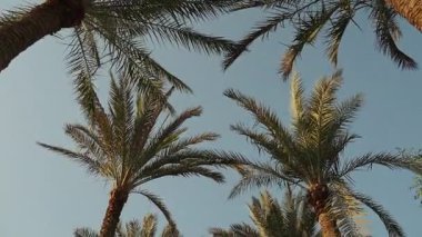Gökyüzü arka planında yüksek palmiye ağaçları 