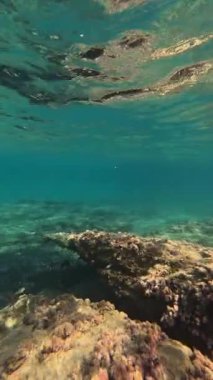 Mercan ve balıklı sualtı sahnesi