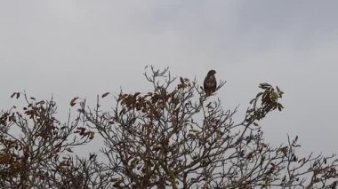 Hawk Perched on a Tree against an Overcast Sky