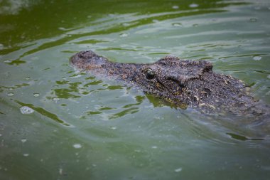 Timsah yeşil suda yüzüyor, dalgalar etrafında.