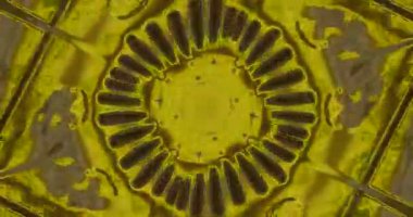 Dairesel şekiller ve canlı renkler içeren soyut desen