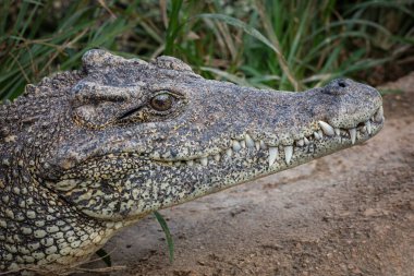 Çimlerle çevrili yerde dinlenen timsah kafasının yakın çekimi.