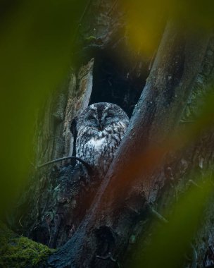 Yeşil yapraklarla çevrili ağaç oyuğunda dinlenen baykuş.