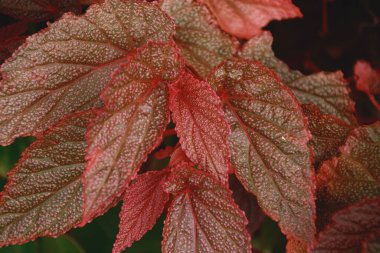 Dokulu yüzey detaylarına sahip canlı kırmızı yaprakların yakınlaştırılması