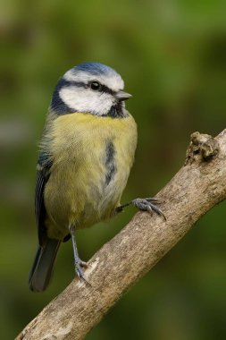 Dala tünemiş küçük kuş yeşil arka planda