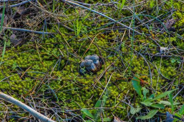 Yeşil yosun üzerinde dinlenen kaplumbağa yumurtaları