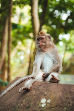 Macak maymunu yemyeşil ağaçların arasında büyük bir kayanın üzerinde oturuyor.