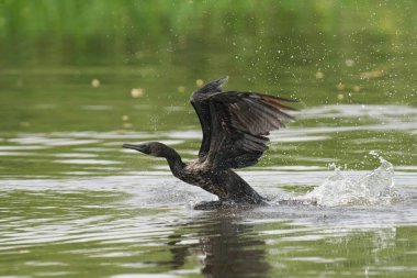 Kuş su yüzeyinden havalanıyor.
