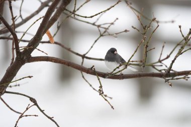 Kış dalına tünemiş küçük kuş.