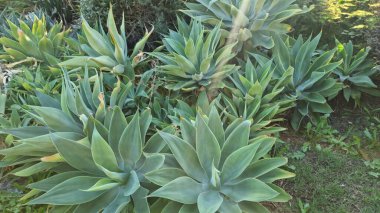 Bahçe bahçesinde büyüyen, güneş ışığı yayan yapraklar..