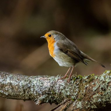 Robin Bird yosunlu dala tünemiş, dışarı bakıyor..