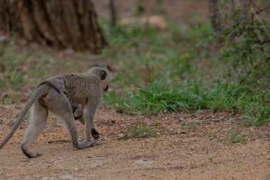Yeşil çalıların yanındaki kahverengi toprak yolda yürüyen gri maymun..